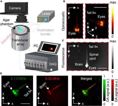 Volumetric optoacoustic neurobehavioral tracking of epileptic seizures in freely-swimming zebrafish larvae